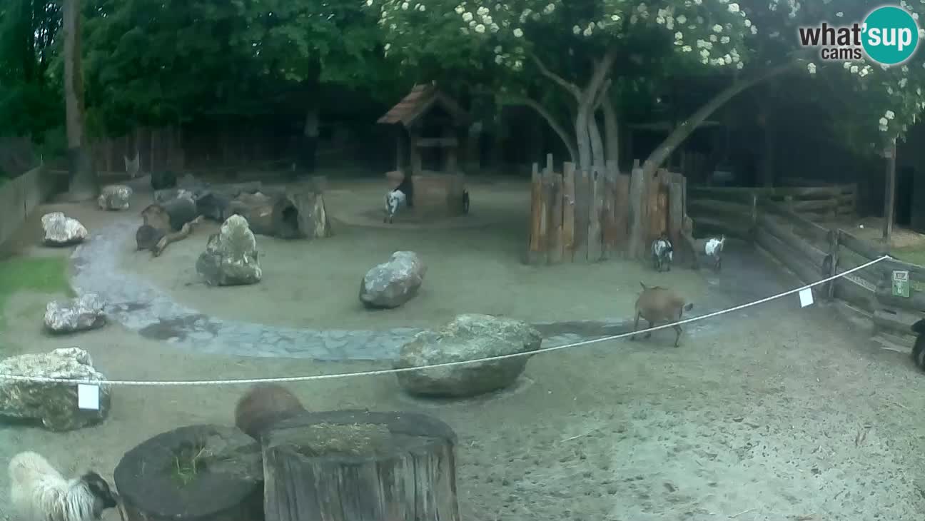 Zoo Zagreb – Haubenkapuziner