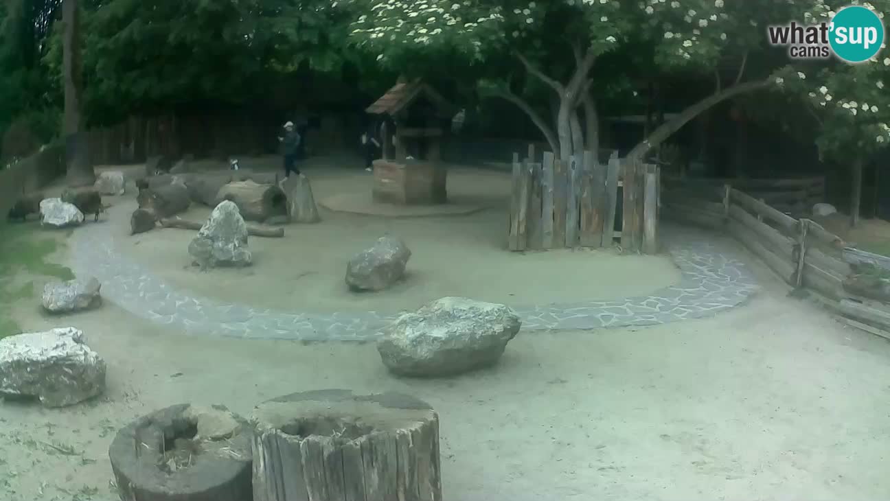Zoo Zagreb – Haubenkapuziner