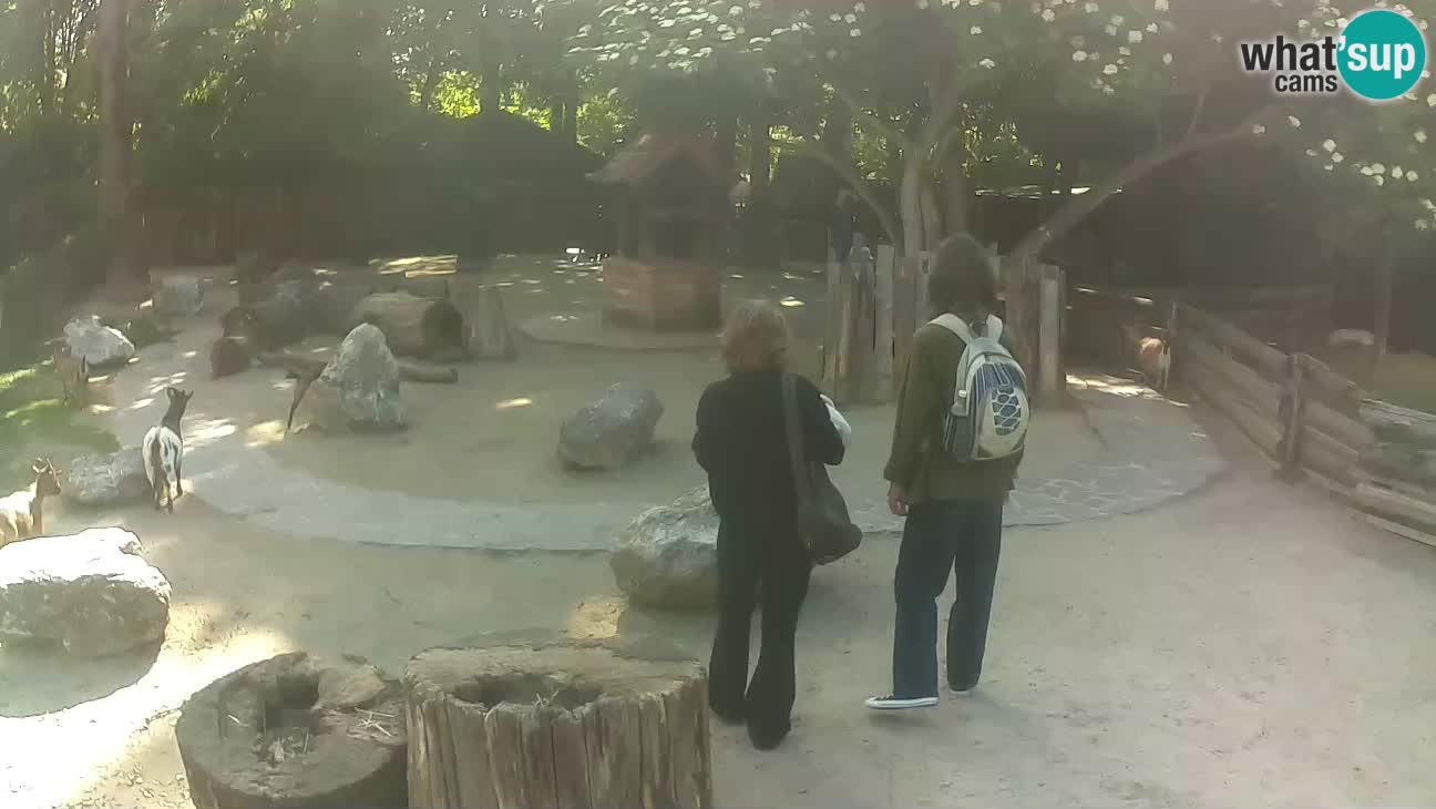 Zoo Zagreb – Cebo dai cornetti
