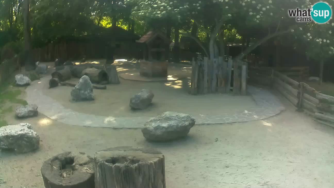Zoo Zagreb – Haubenkapuziner