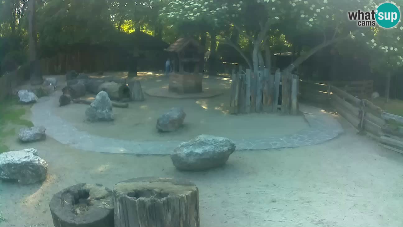 Zoo Zagreb – Brown Capuchin