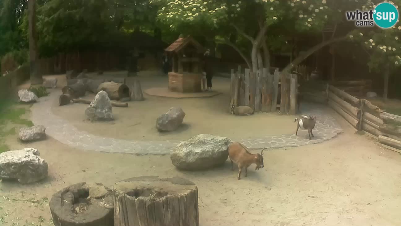 Zoo Zagreb – Rjava kapucinka