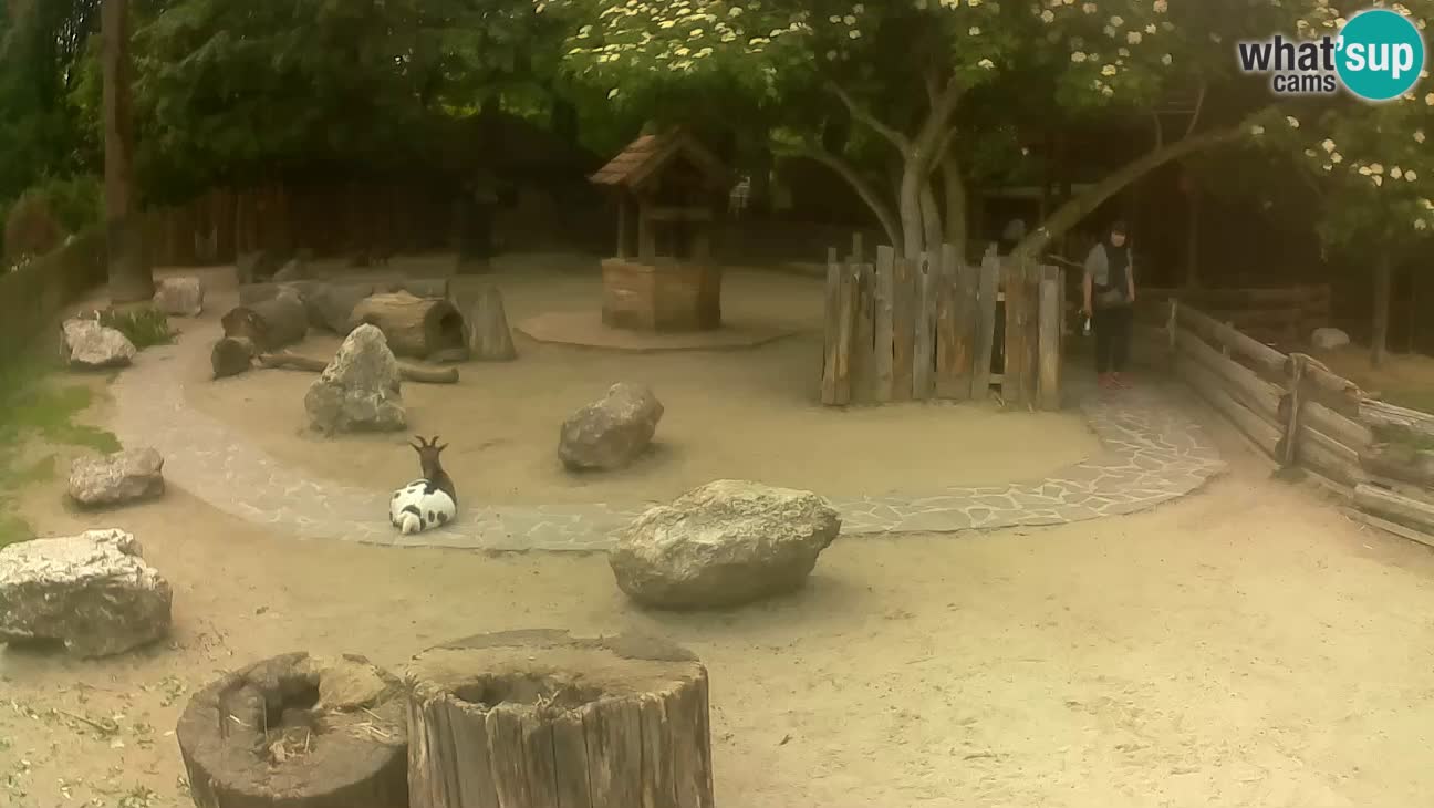Zoo Zagreb – Brown Capuchin