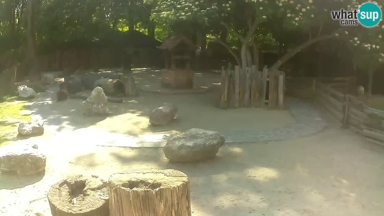 Zoo Zagreb – Brown Capuchin