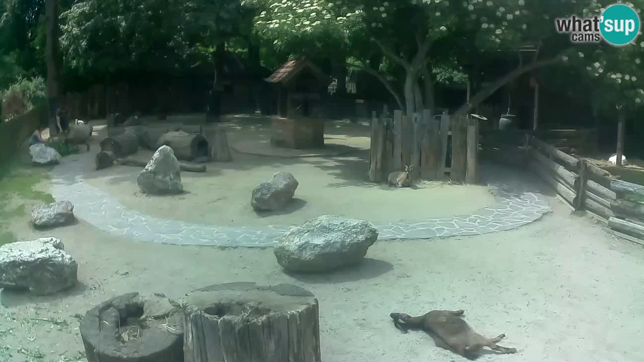 Zoo Zagreb –  Mono maicero