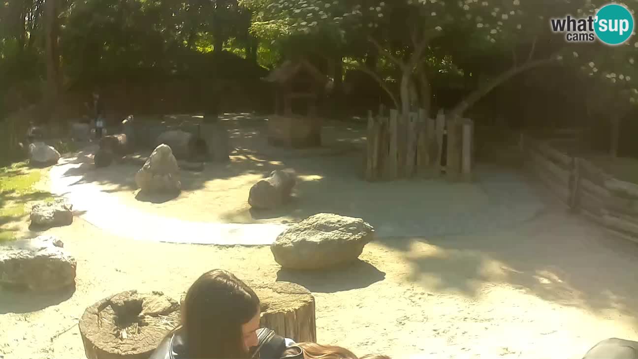 Zoo Zagreb – Cebus apella