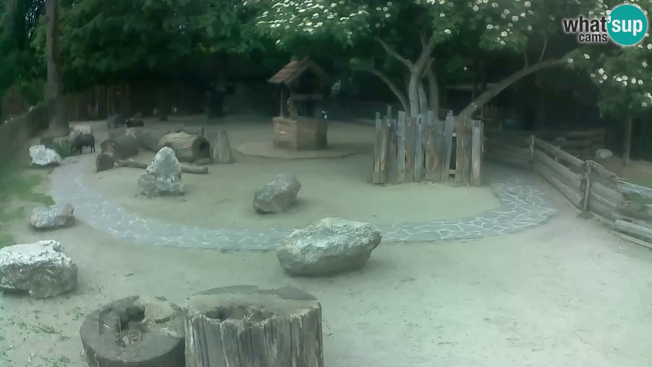 Zoo Zagreb – Cebus apella