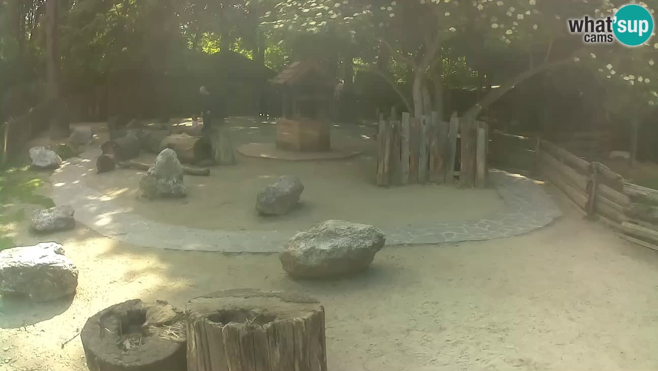Zoo Zagreb – Brown Capuchin