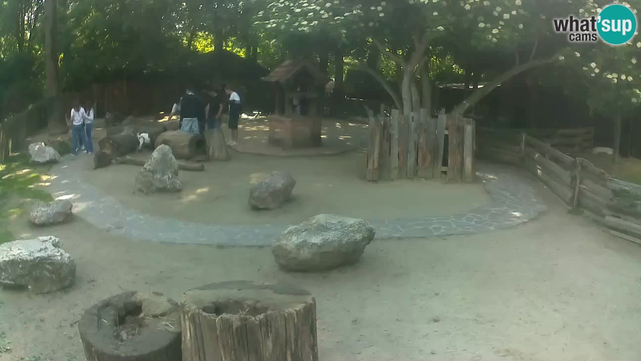Zoo Zagreb – Haubenkapuziner
