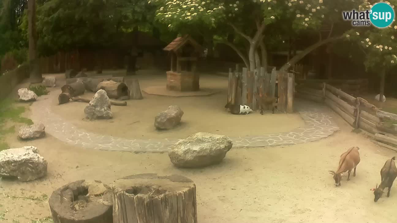Zoo Zagreb – Rjava kapucinka