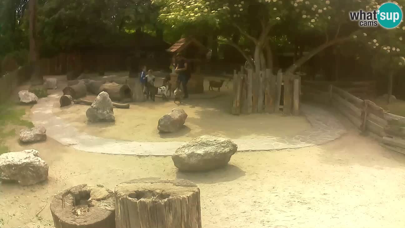Zoo Zagreb – Brown Capuchin