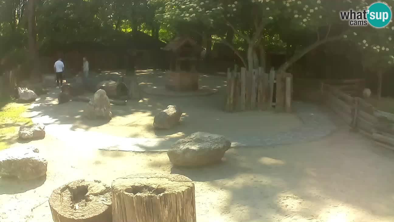 Zoo Zagreb – Brown Capuchin