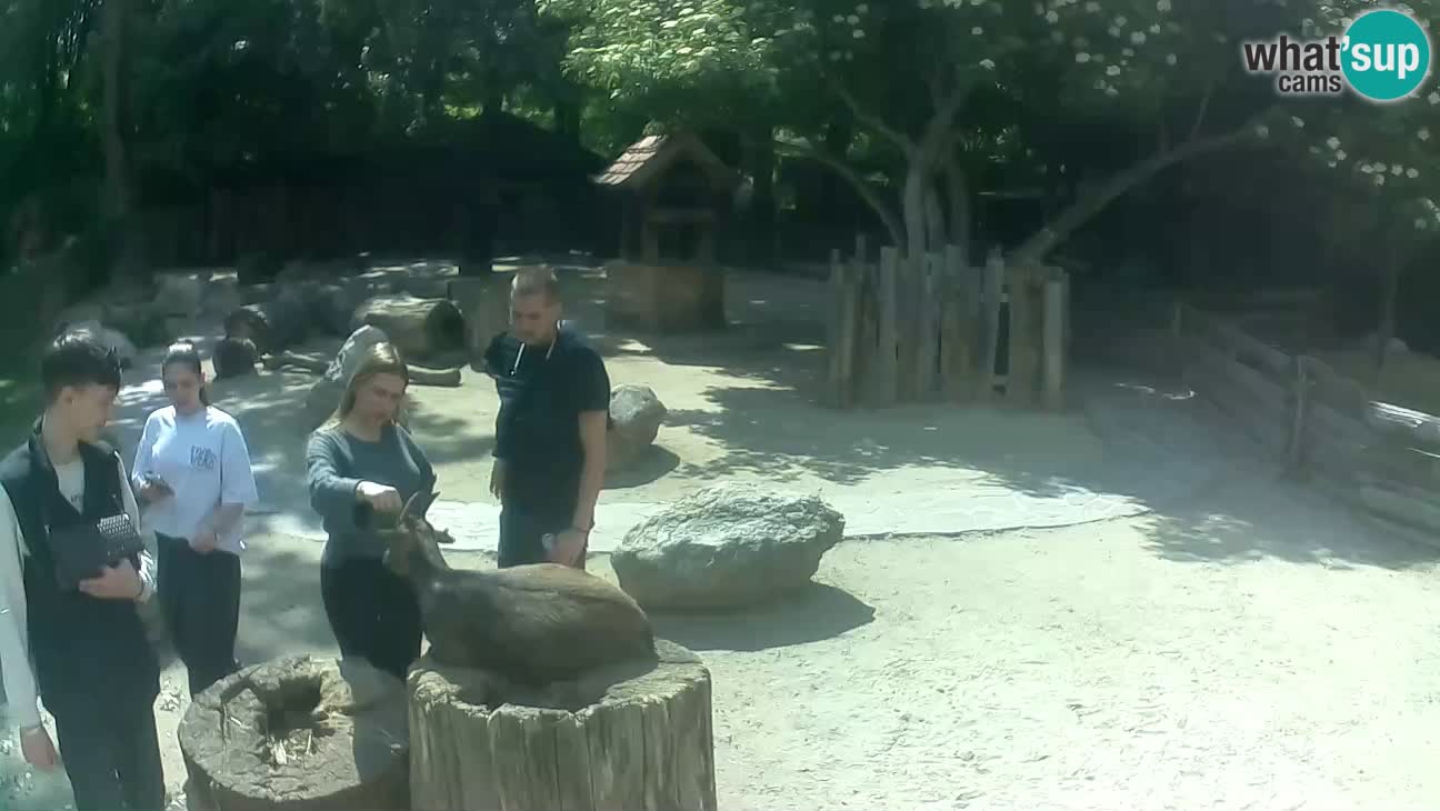 Zoo Zagreb – Cebo dai cornetti
