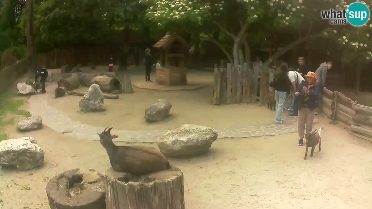 Zoo Zagreb – Cebus apella
