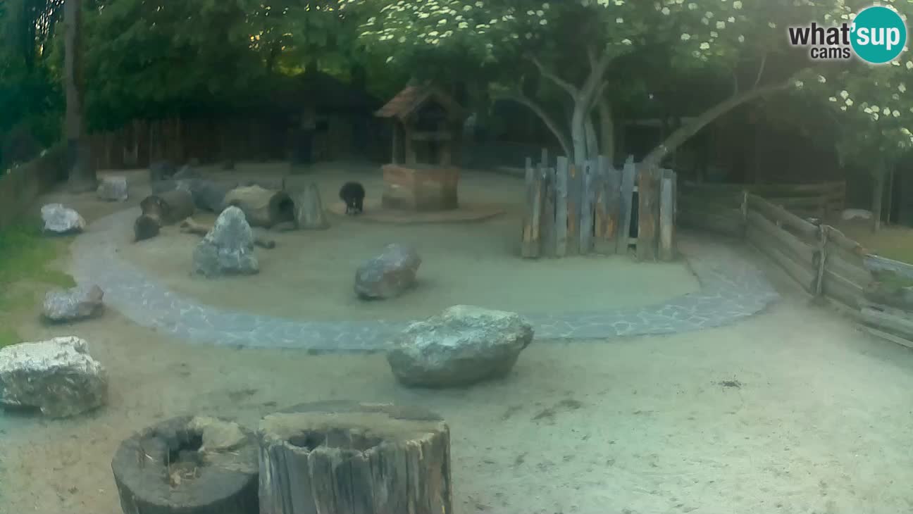Zoo Zagreb – Haubenkapuziner