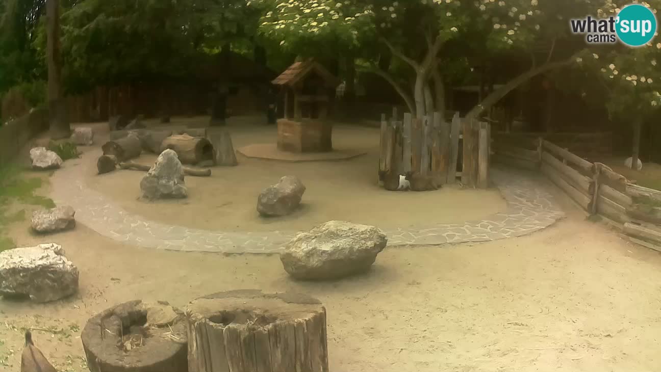 Zoo Zagreb – Brown Capuchin