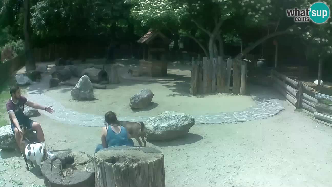 Zoo Zagreb – Brown Capuchin