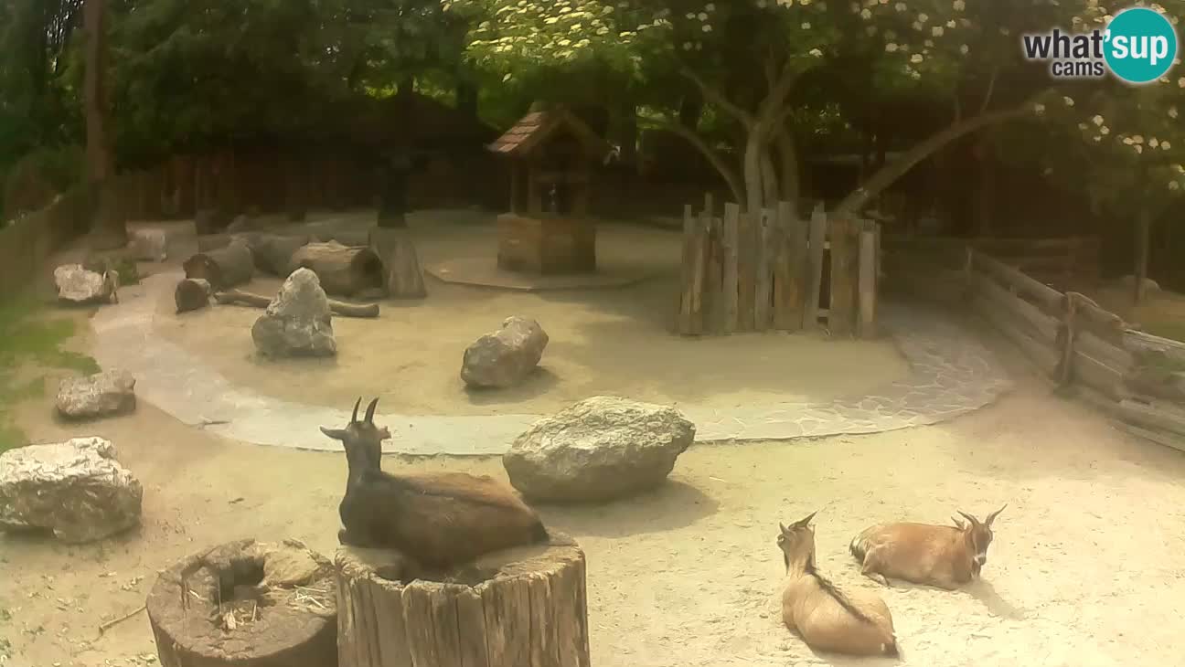Zoo Zagreb – Cebo dai cornetti