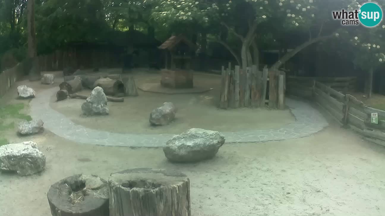 Zoo Zagreb – Rjava kapucinka