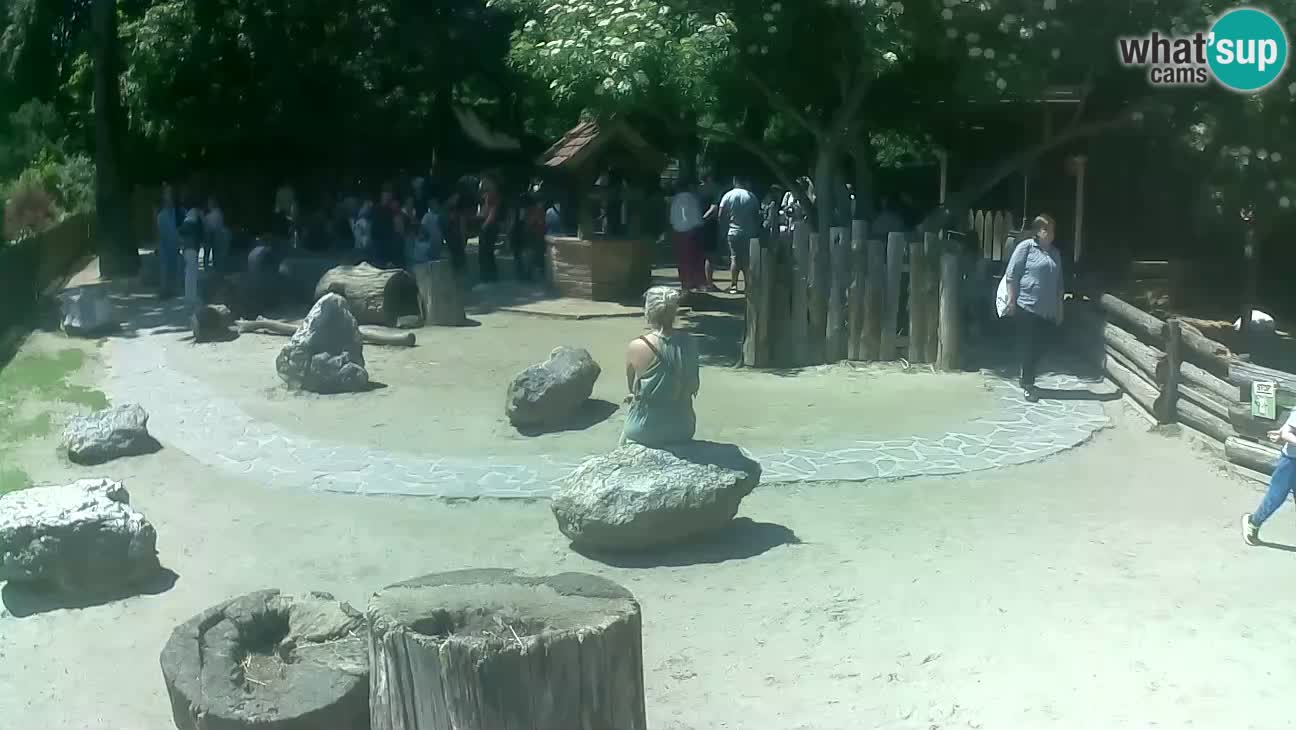 Zoo Zagreb – Brown Capuchin
