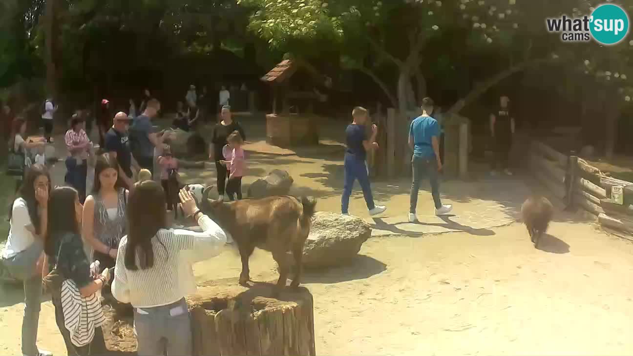 Zoo Zagreb – Cebo dai cornetti