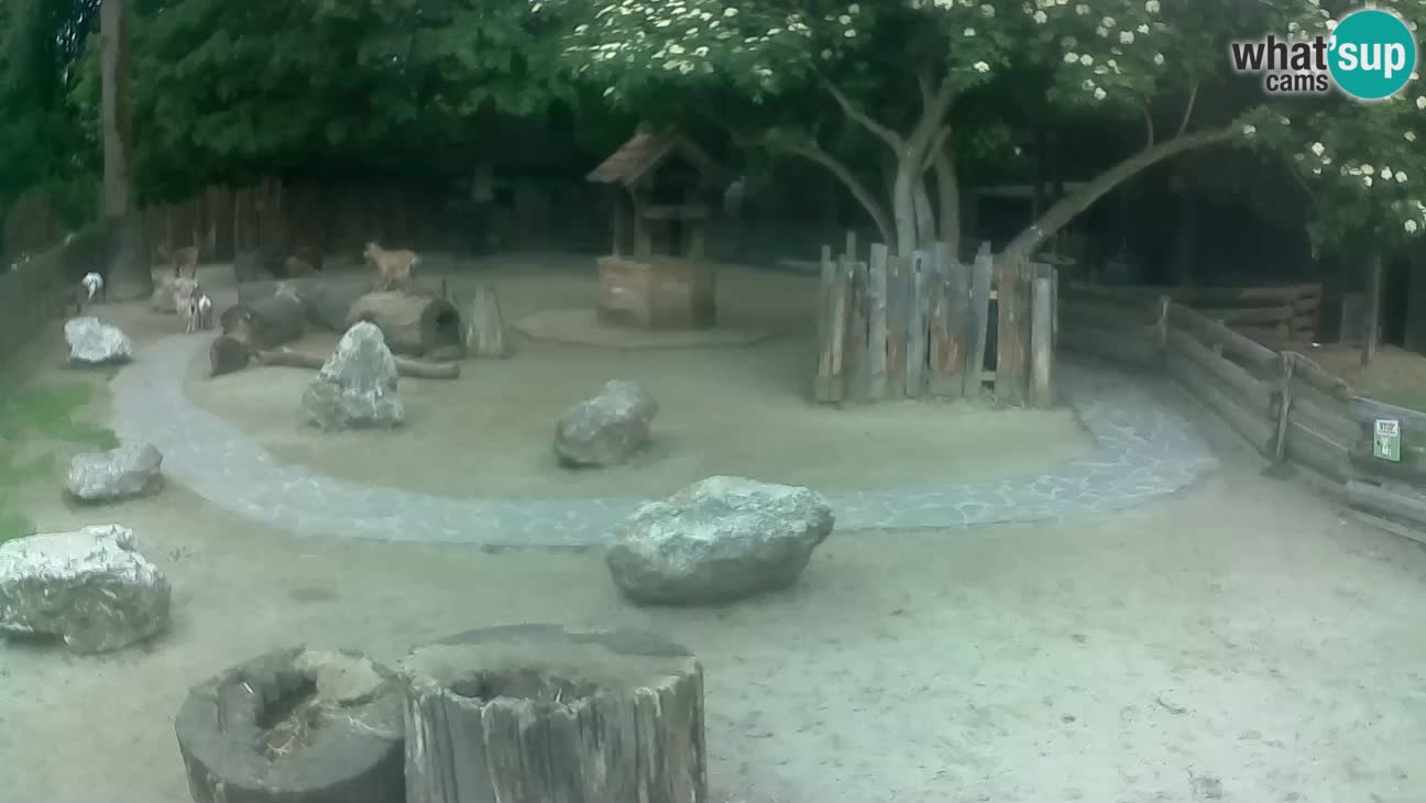 Zoo Zagreb – Rjava kapucinka