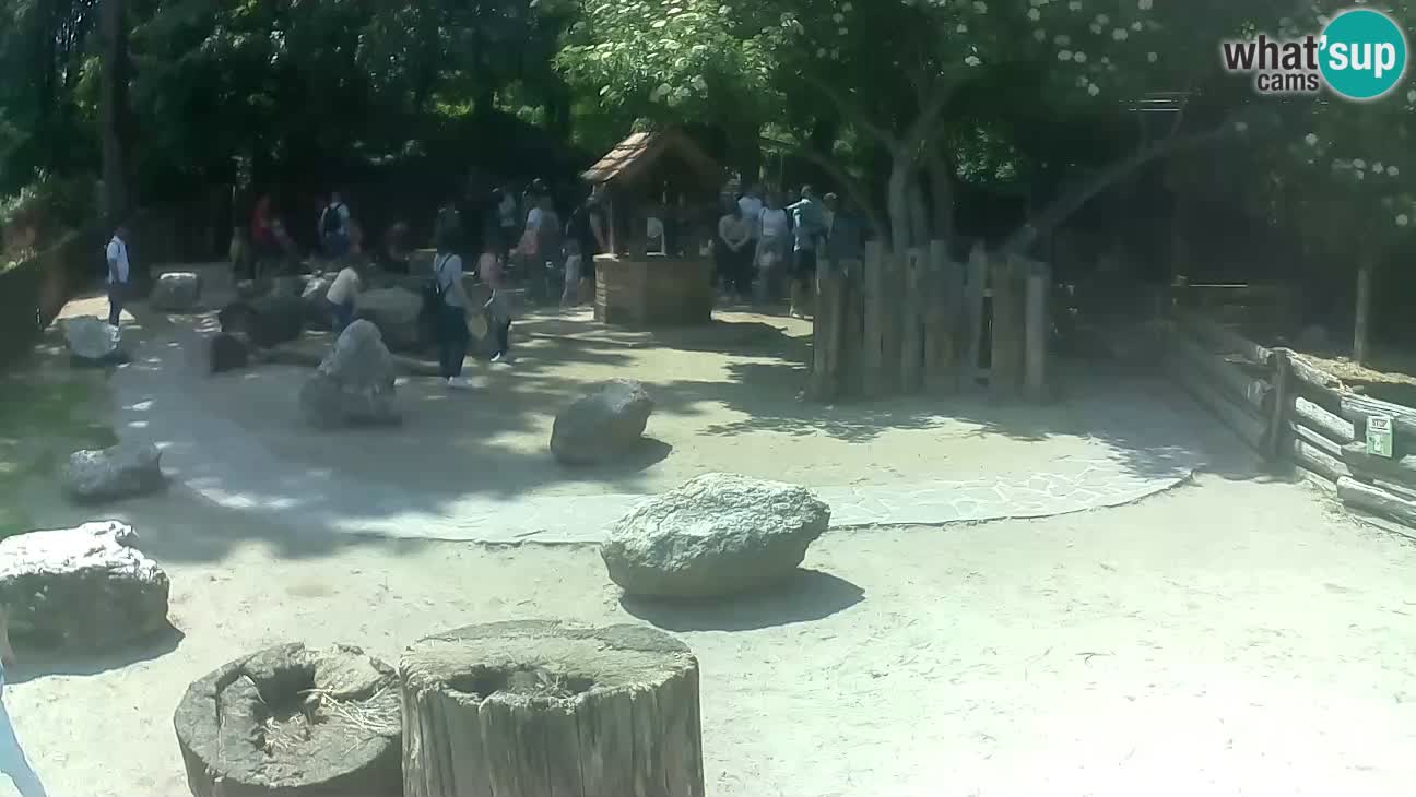 Zoo Zagreb – Haubenkapuziner
