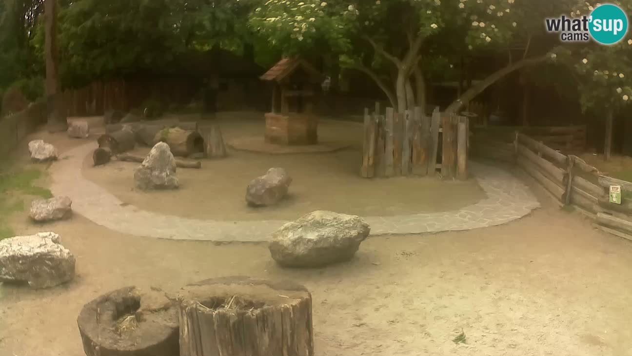 Zoo Zagreb – Brown Capuchin