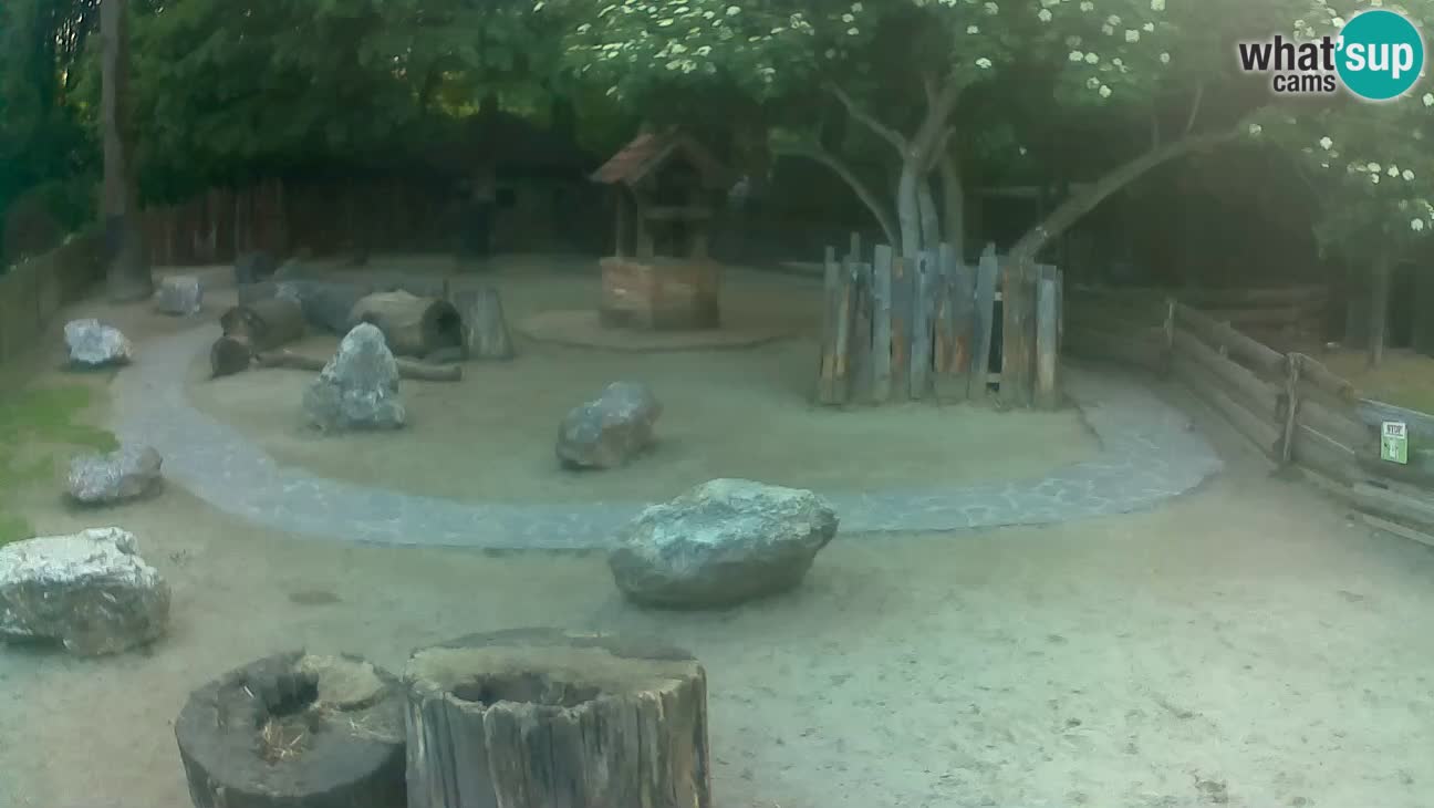 Zoo Zagreb – Brown Capuchin