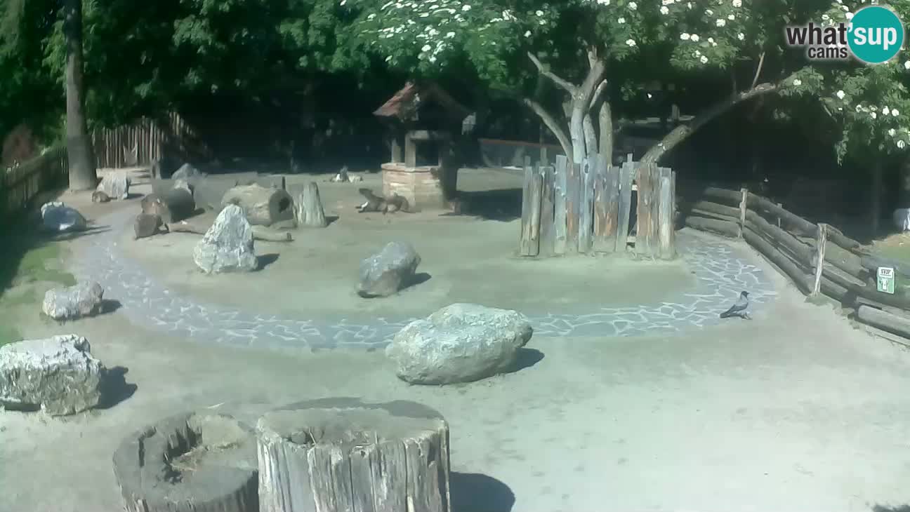 Zoo Zagreb – Cebo dai cornetti
