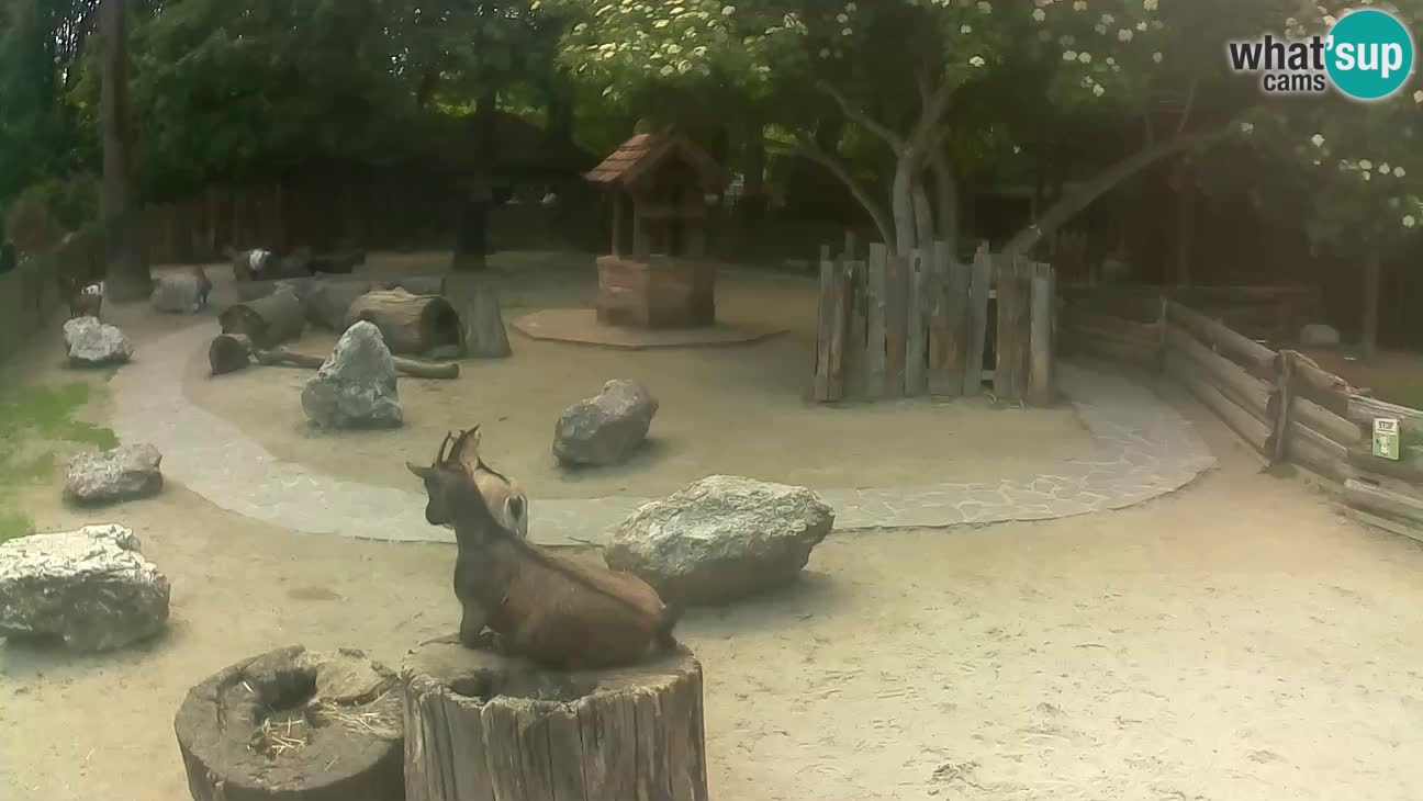 Zoo Zagreb – Haubenkapuziner