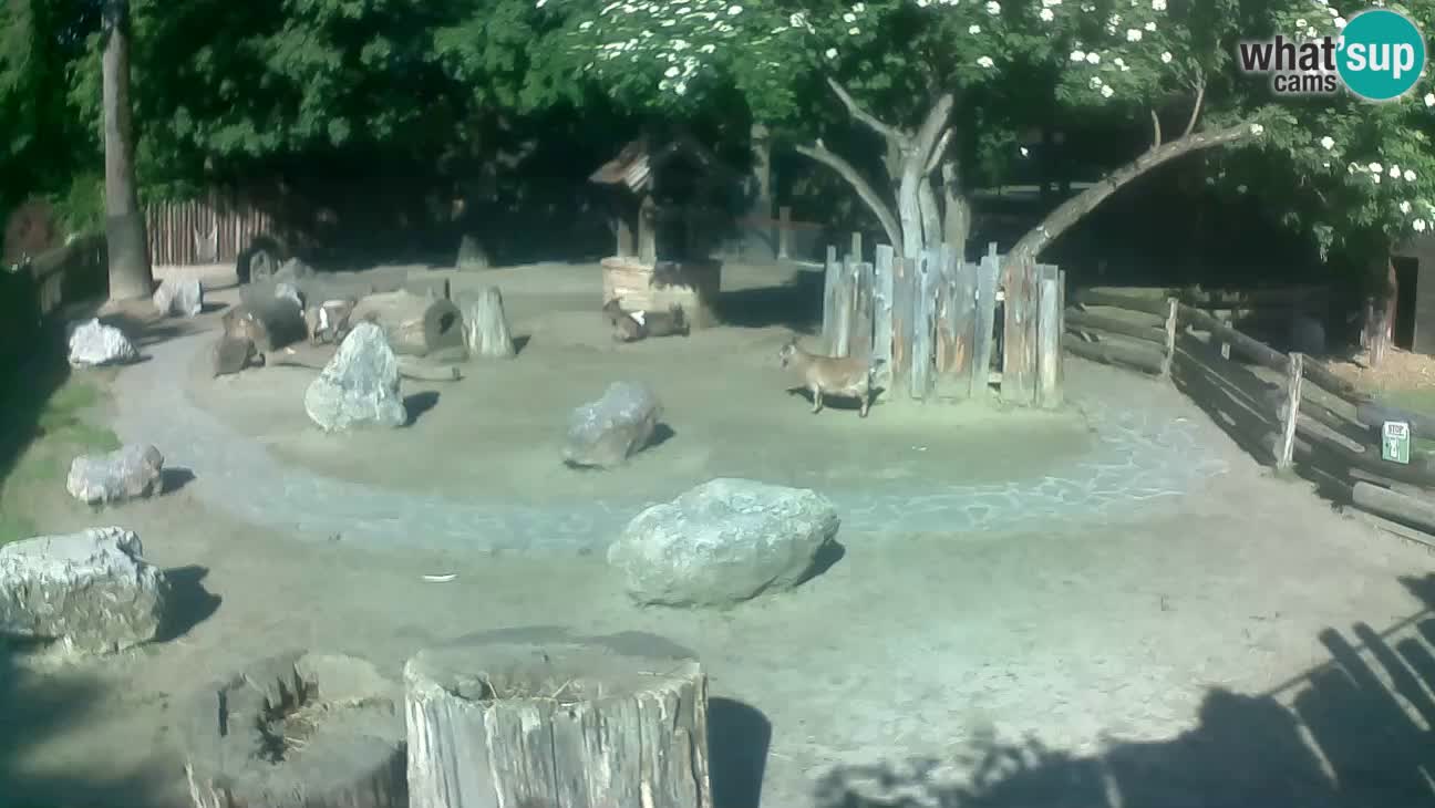 Zoo Zagreb – Haubenkapuziner