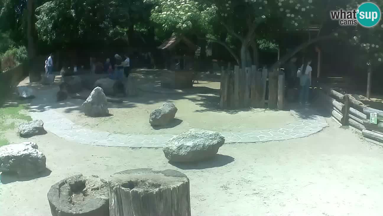 Zoo Zagreb –  Mono maicero