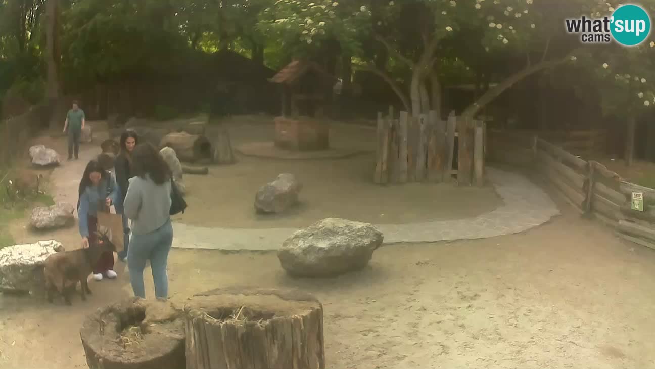 Zoo Zagreb – Brown Capuchin