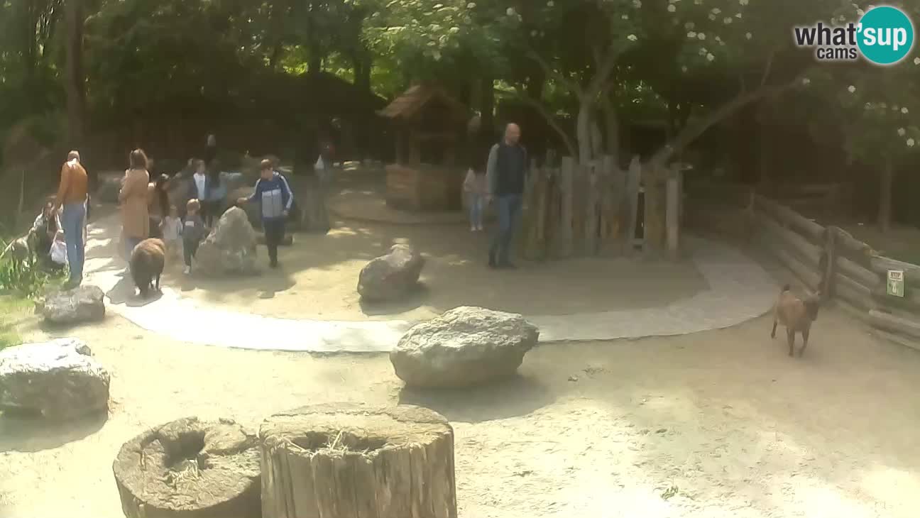 Zoo Zagreb – Cebus apella