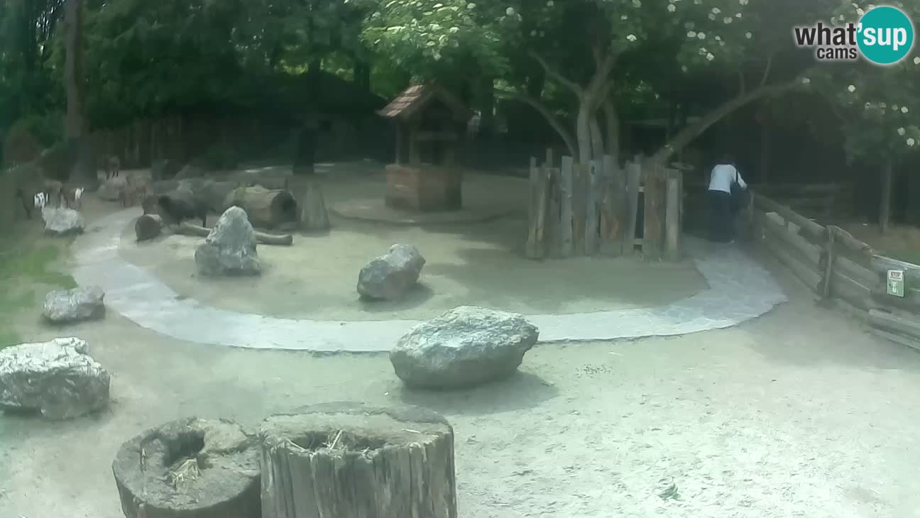 Zoo Zagreb – Brown Capuchin