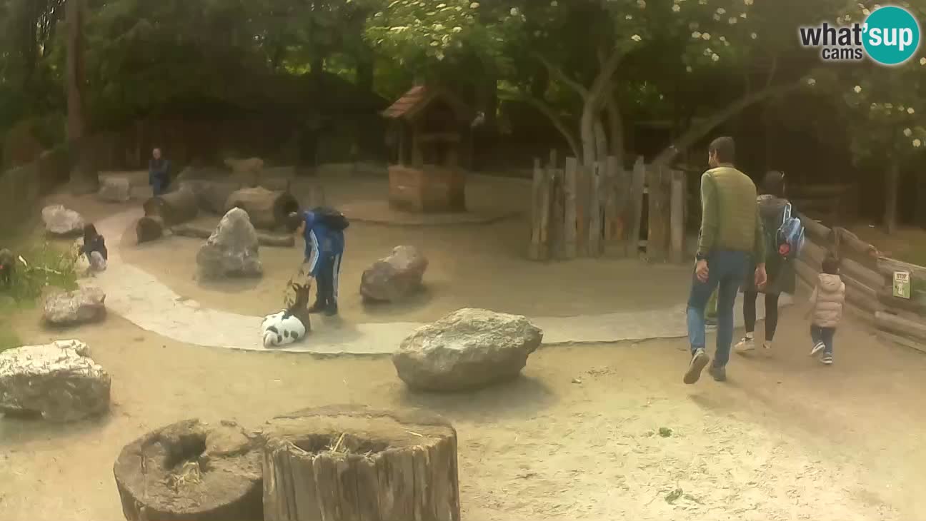Zoo Zagreb – Brown Capuchin