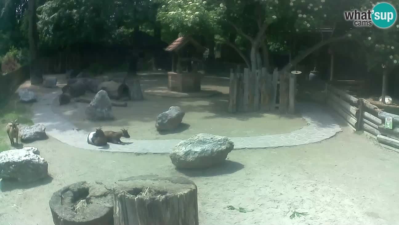 Zoo Zagreb – Cebus apella