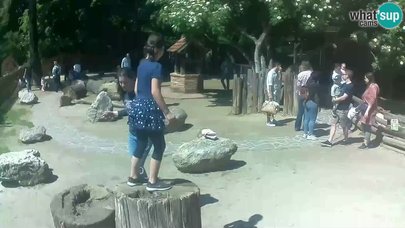 Zoo Zagreb –  Mono maicero