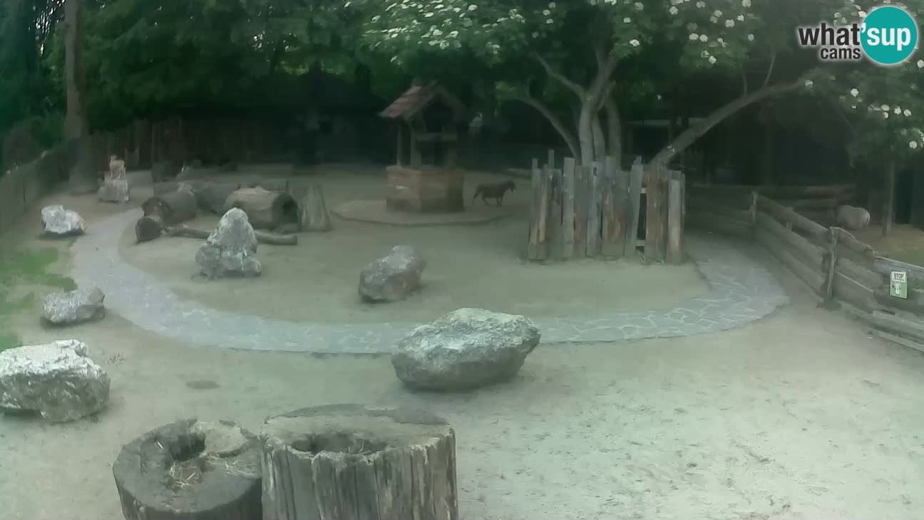 Zoo Zagreb –  Mono maicero