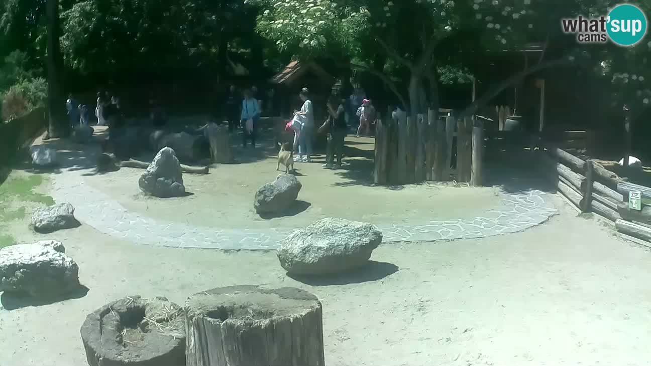 Zoo Zagreb – Brown Capuchin