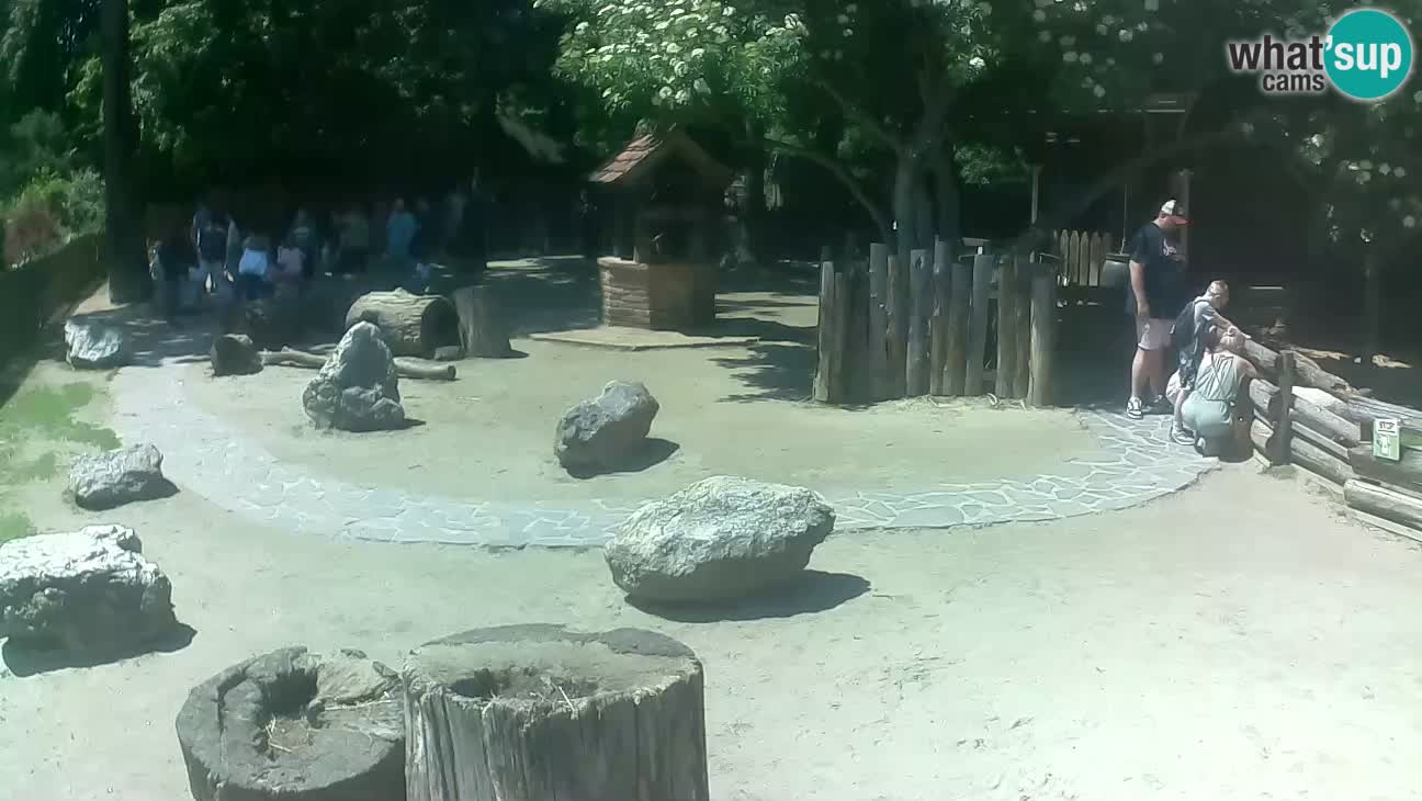 Zoo Zagreb – Brown Capuchin