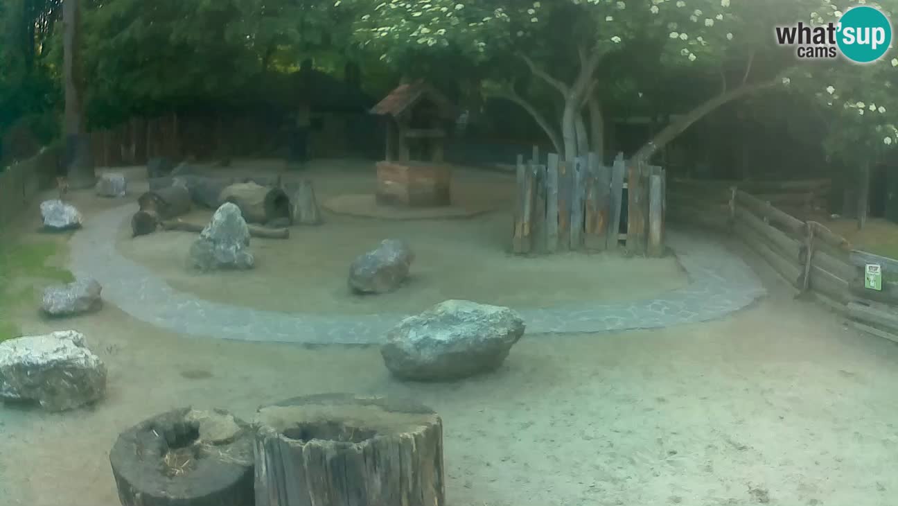 Zoo Zagreb – Haubenkapuziner