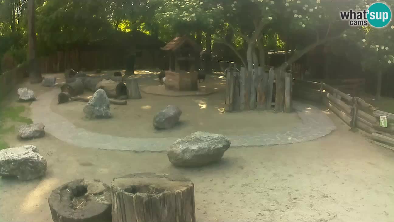 Zoo Zagreb – Cebus apella