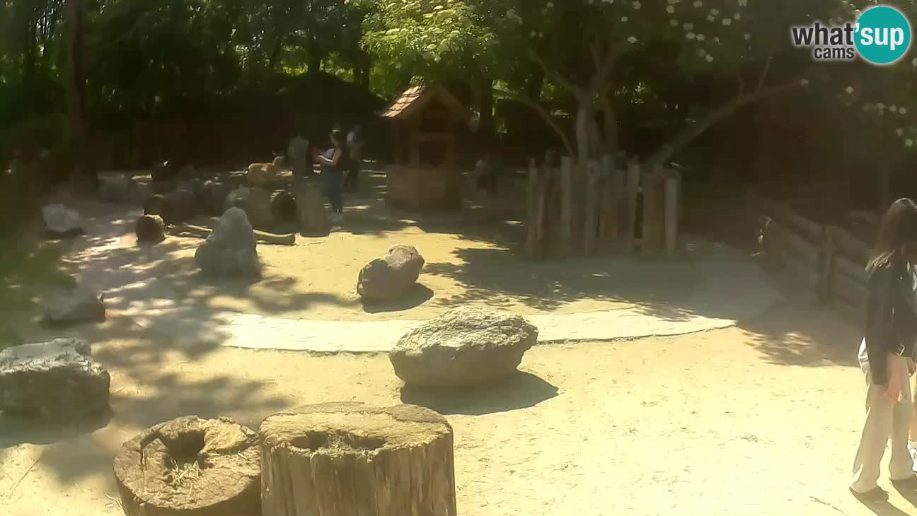 Zoo Zagreb – Haubenkapuziner