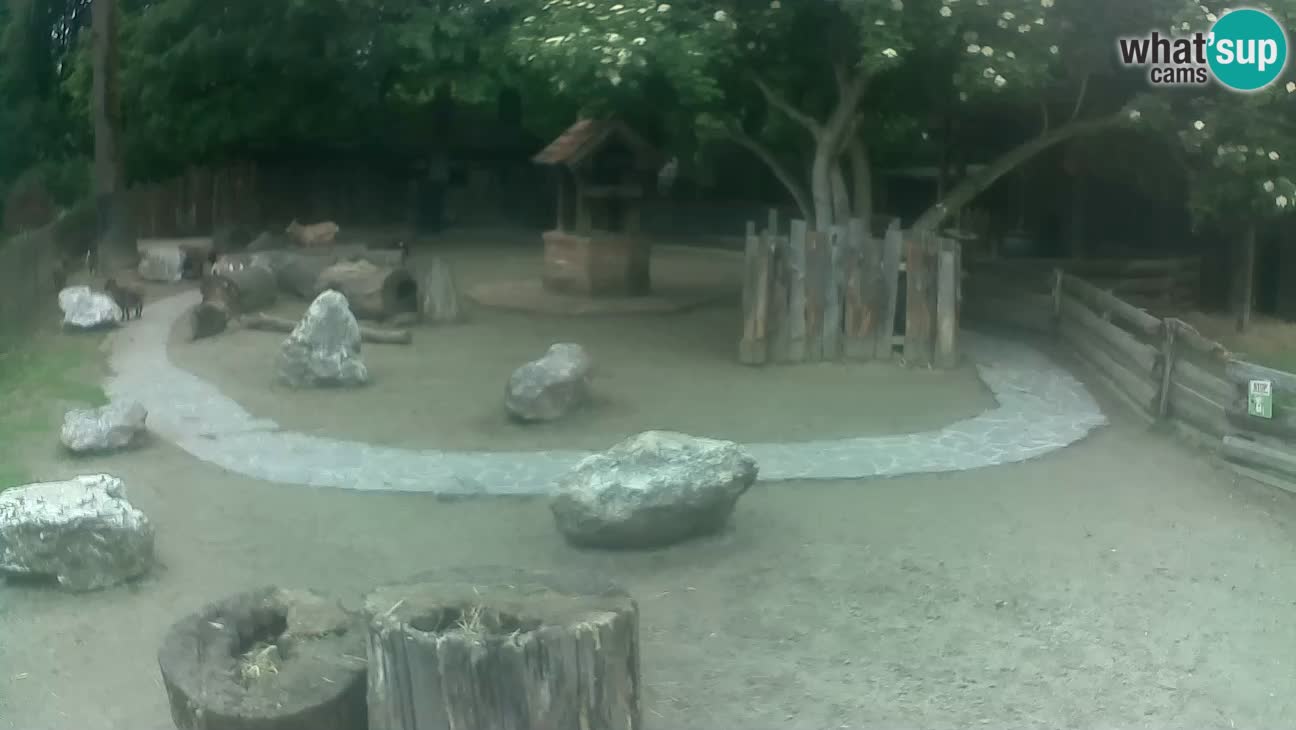 Zoo Zagreb – Rjava kapucinka