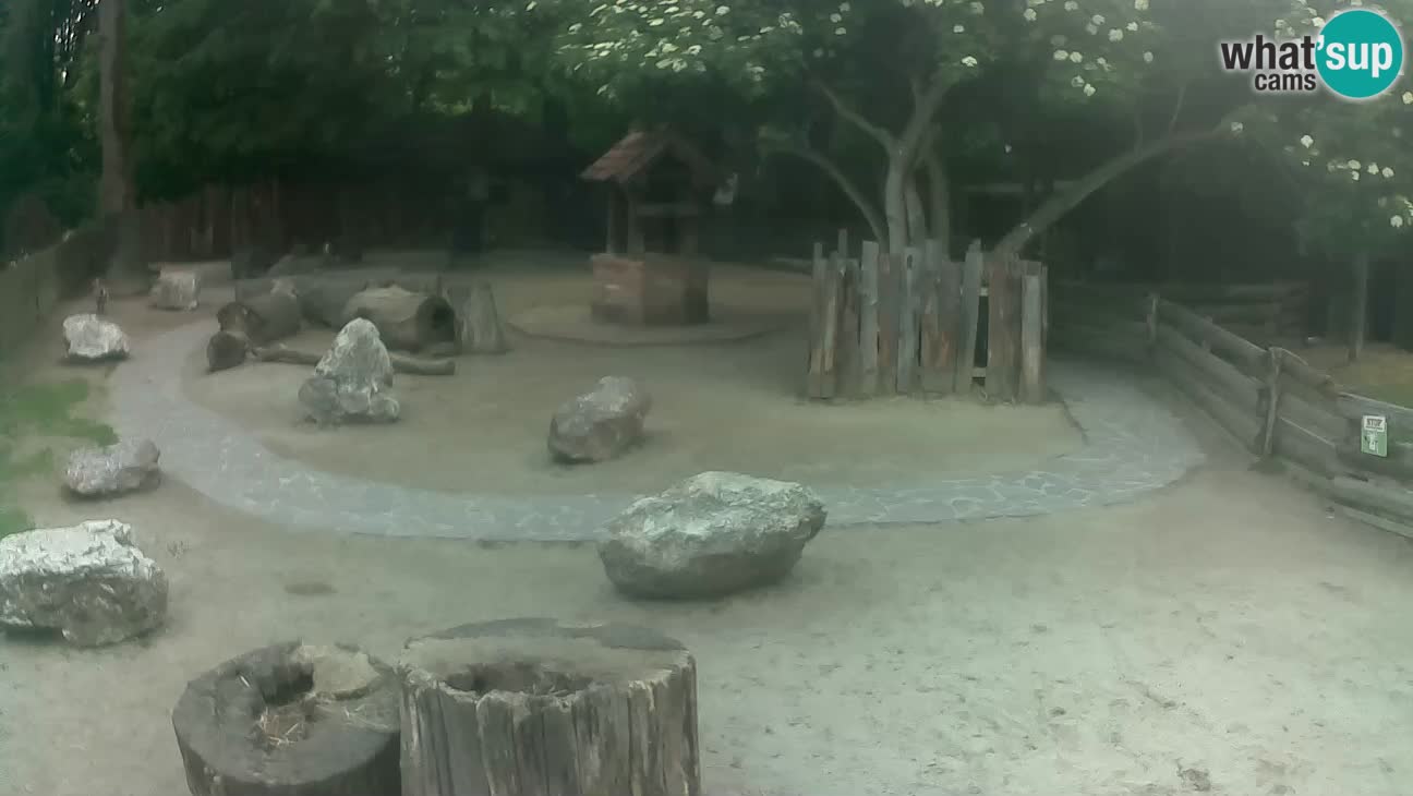 Zoo Zagreb –  Mono maicero