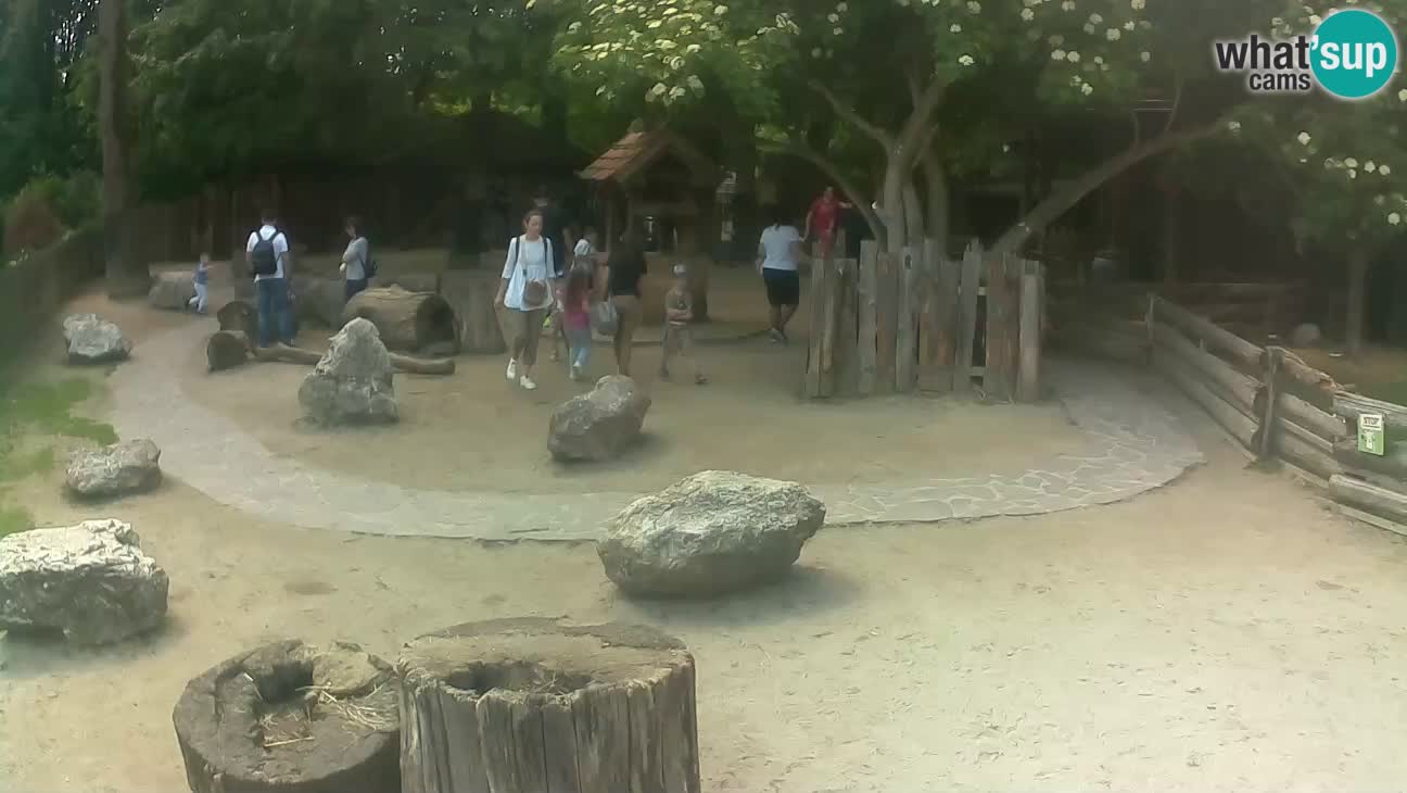 Zoo Zagreb – Cebus apella