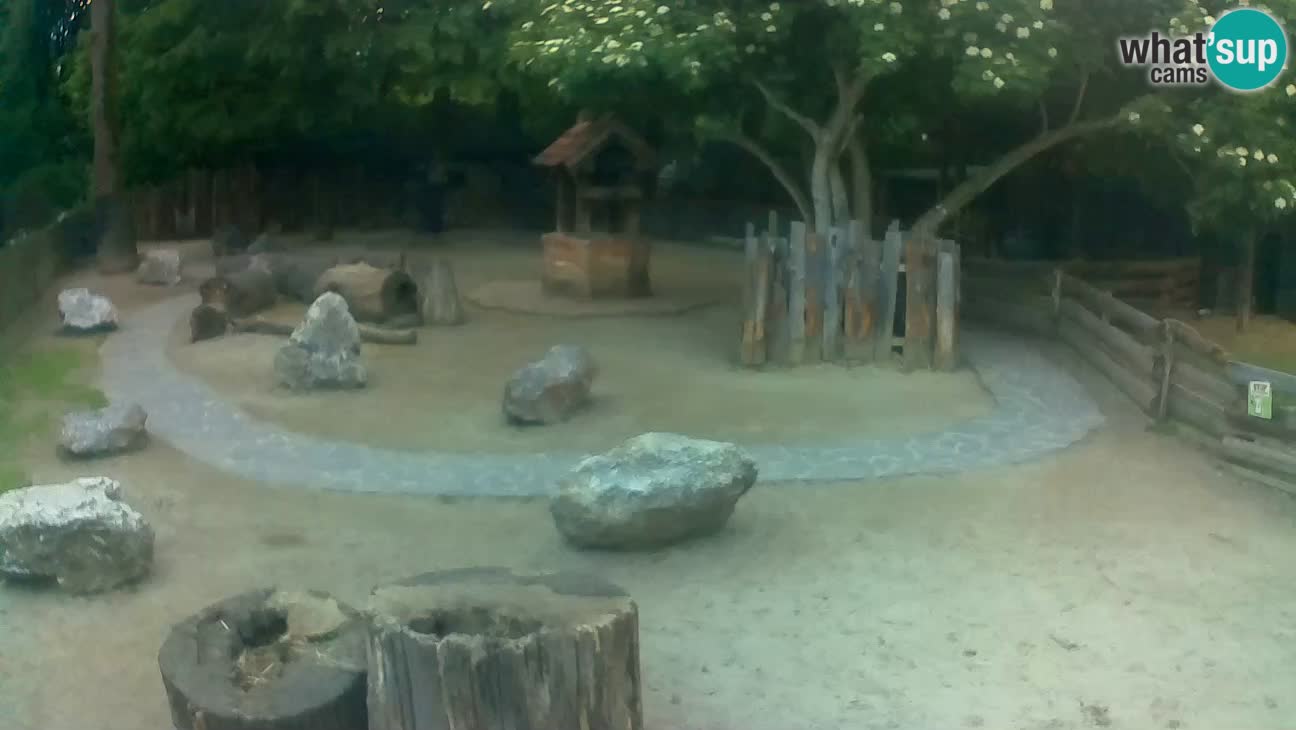 Zoo Zagreb –  Mono maicero