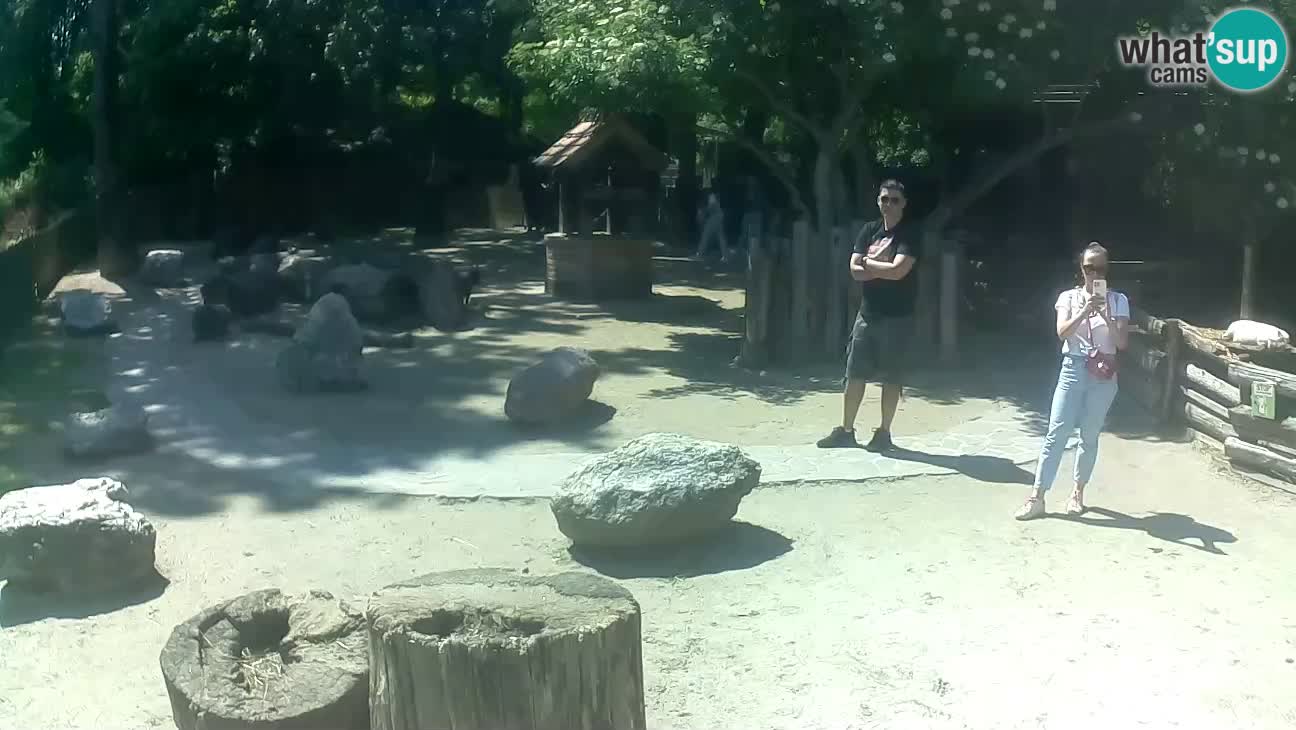 Zoo Zagreb – Rjava kapucinka